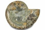 Cut & Polished Ammonite Fossil (Half) - Madagascar #283404-1
